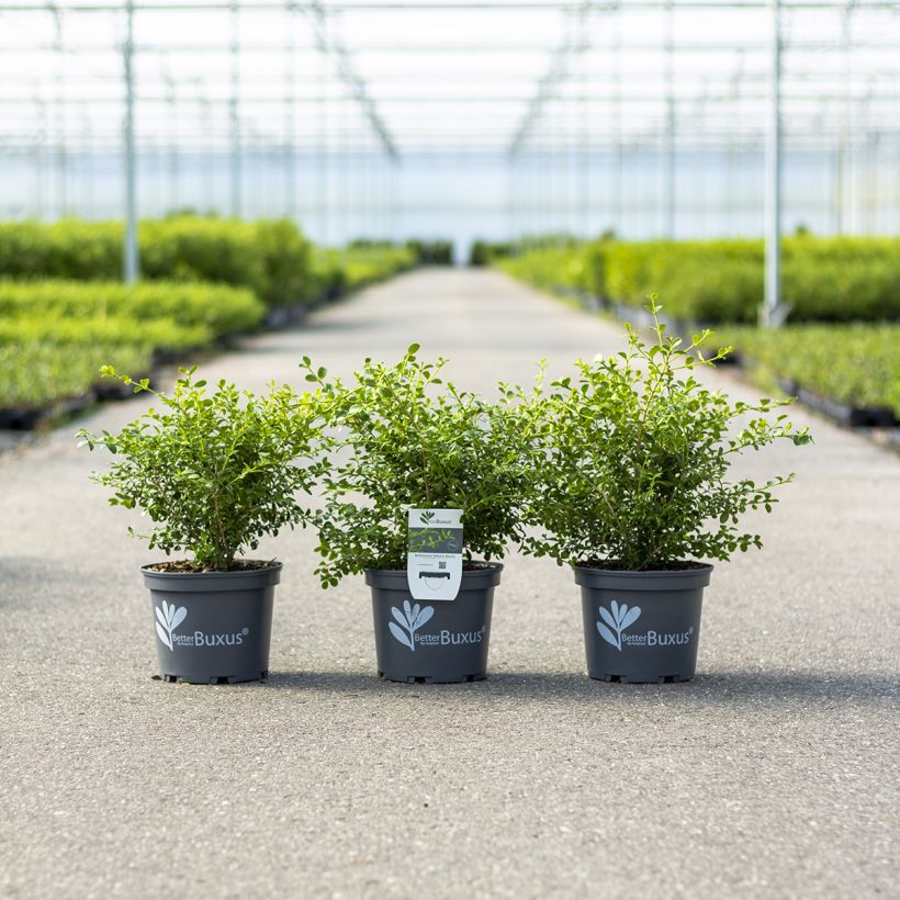 Buxus Betterbuxus Babylon Beauty - Palmboompje (Groeiplaats)
