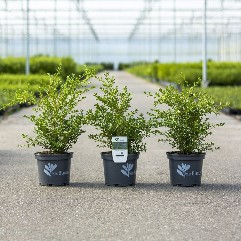 Buxus Renaissance Betterbuxus - Palmboompje (Groeiplaats)
