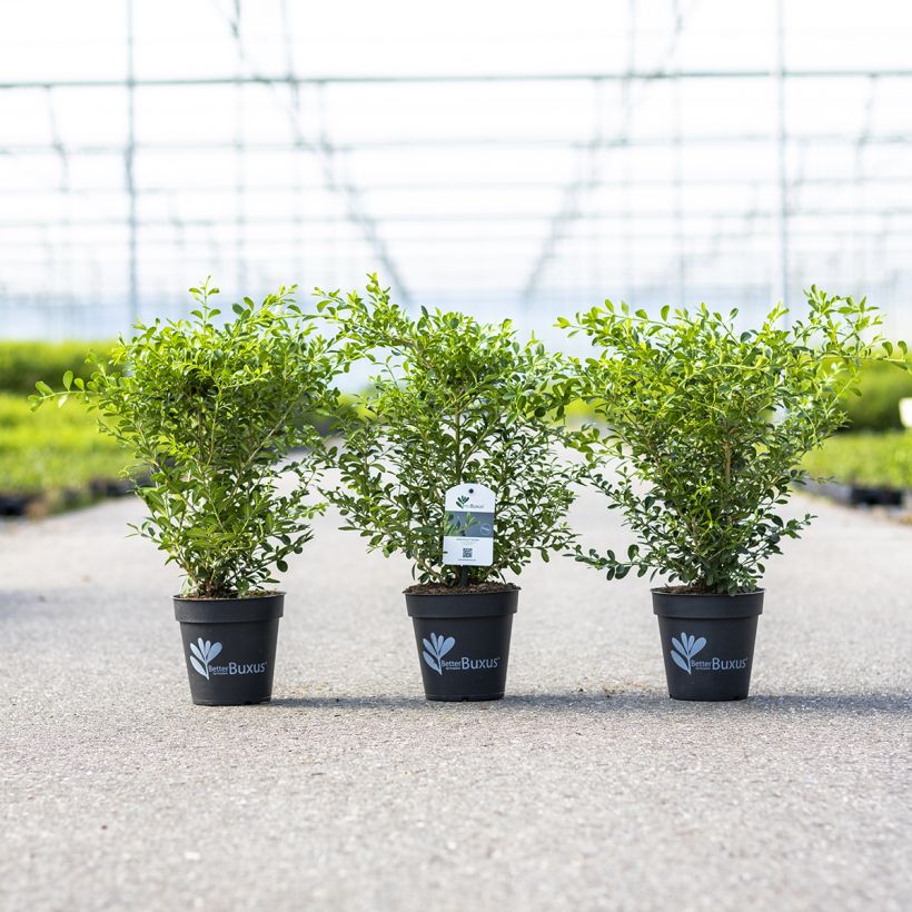 Buxus Betterbuxus Skylight - Palmboompje (Groeiplaats)