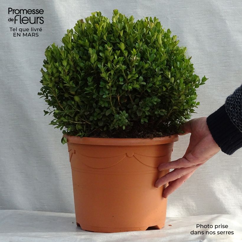 Exemplaar van Buxus microphylla Faulkner - Japanse buxus Pot van 7,5 l/10 l, Bolboom zoals geleverd in de lente