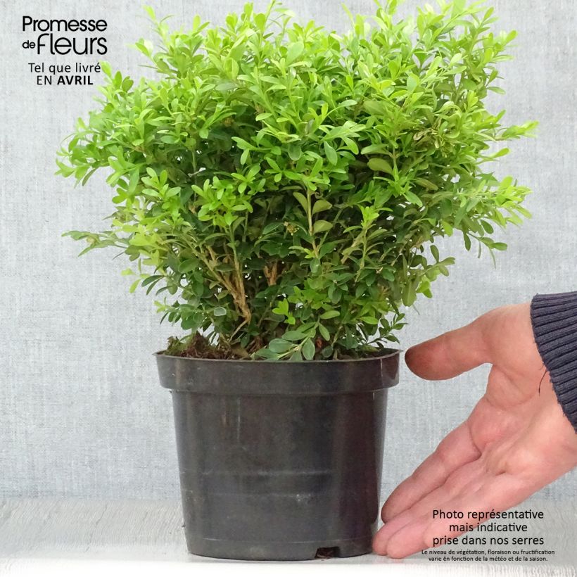 Exemplaar van Buxus microphylla Rococo - Japanse buxus Pot van 3 l/4 l zoals geleverd in de lente