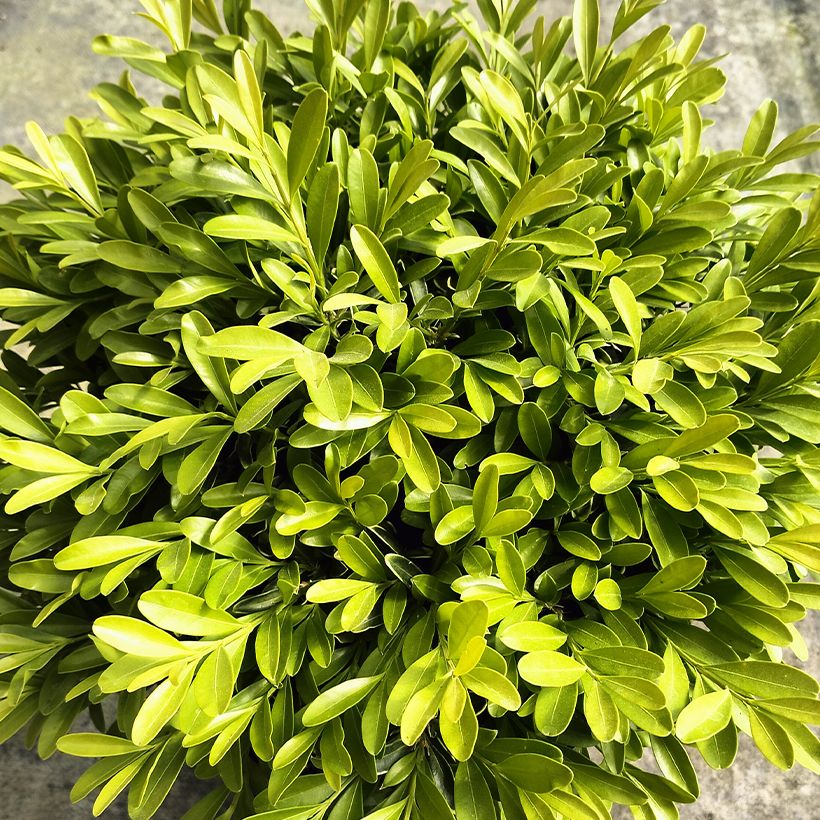 Buxus sinica var. insularis Mipo - Koreaanse buxus (Blad)