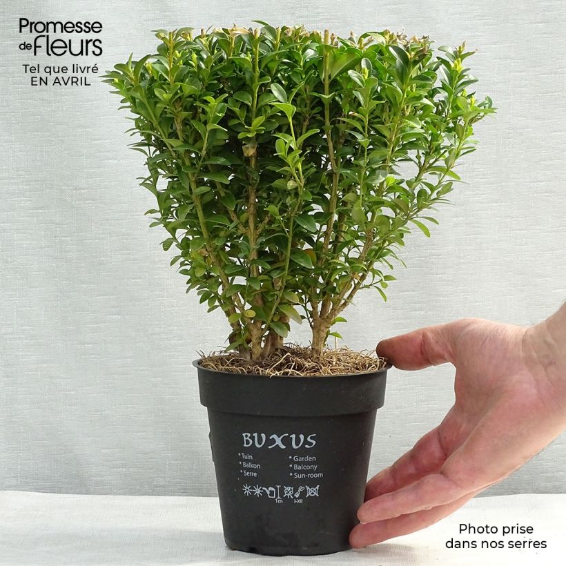 Exemplaar van Buxus sempervirens - Palmboompje voor borders Pot van 12 cm / 13 cm zoals geleverd in de lente