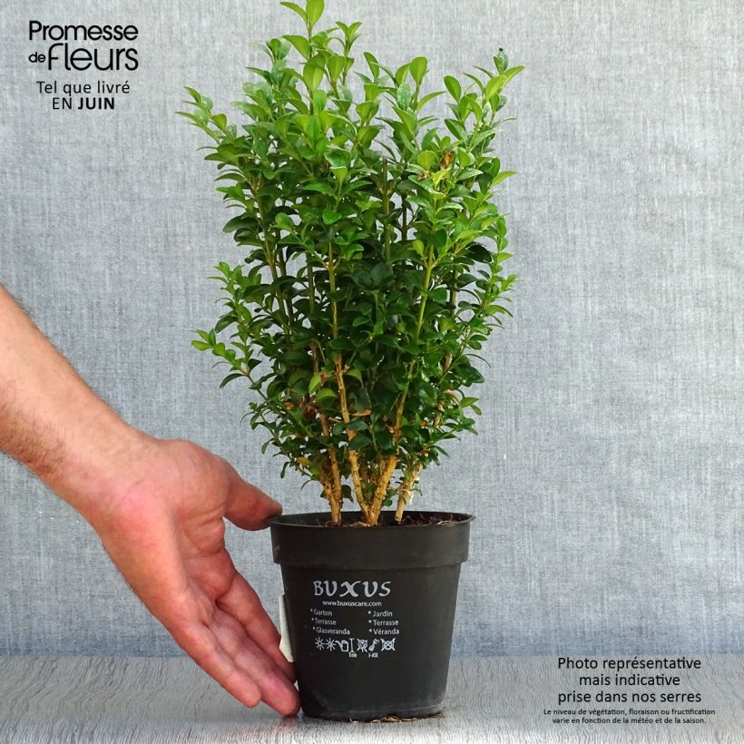 Exemplaar van Buxus sempervirens - Palmboompje voor borders Pot van 12 cm / 13 cm zoals geleverd in de zomer