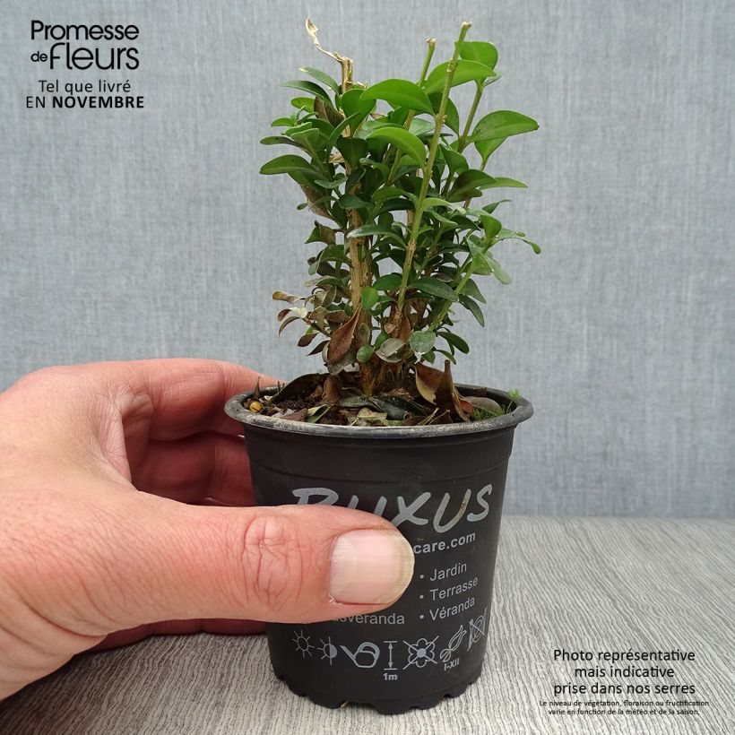 Exemplaar van Buxus sempervirens - Palmboompje voor borders Kweekpotje van 8/9 cm zoals geleverd in de herfst