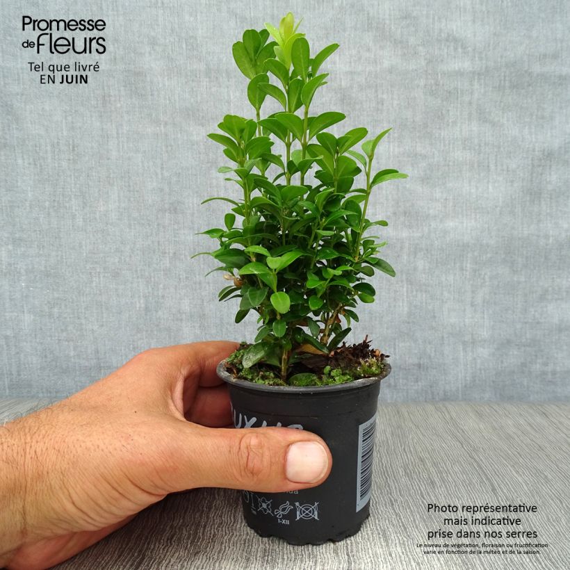 Exemplaar van Buxus sempervirens - Palmboompje voor borders Kweekpotje van 8/9 cm zoals geleverd in de zomer