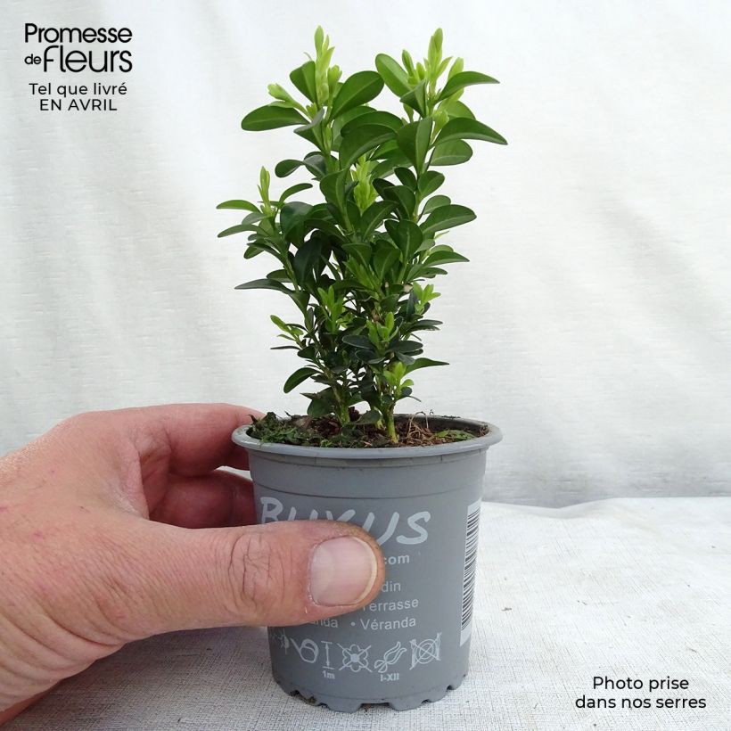 Exemplaar van Buxus sempervirens - Palmboompje voor borders Kweekpotje van 8/9 cm zoals geleverd in de lente