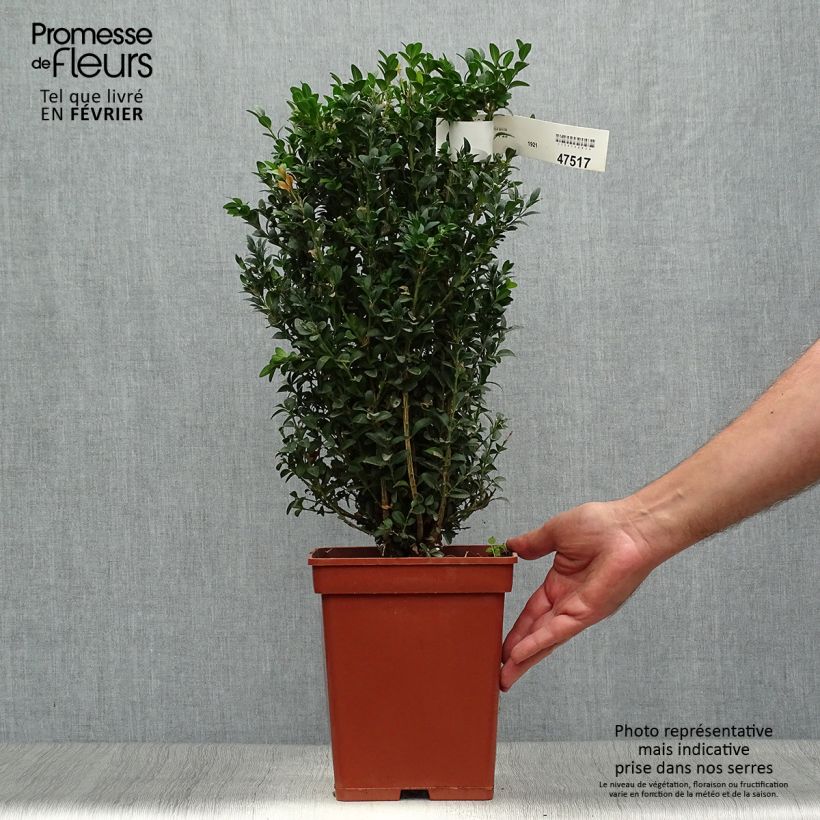 Exemplaar van Buxus sempervirens - Palmboompje voor borders Kluit zoals geleverd in de herfst