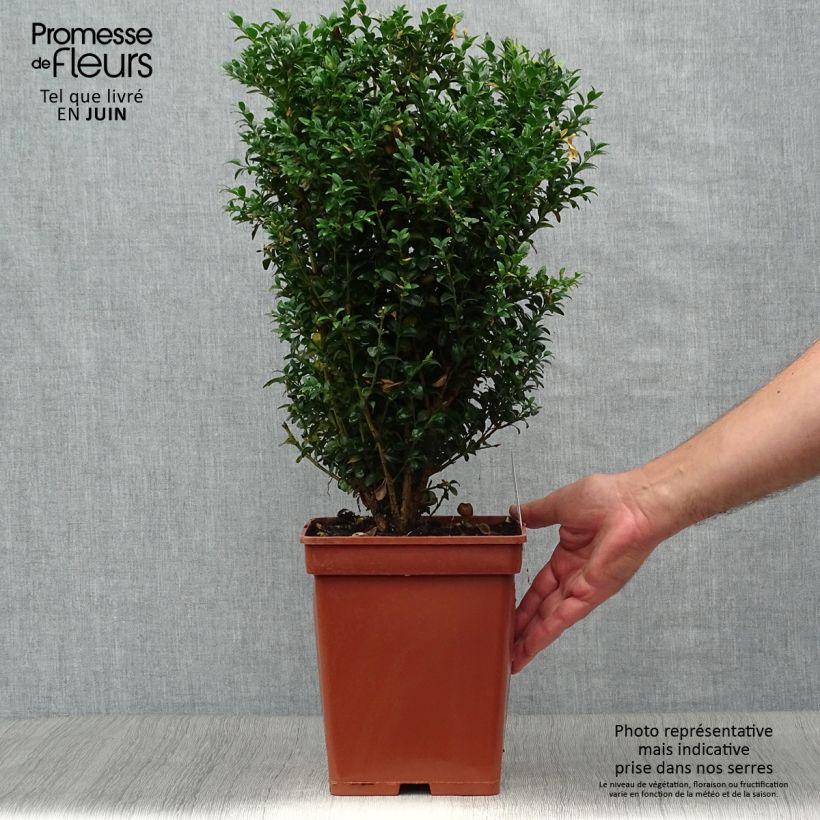 Exemplaar van Buxus sempervirens - Palmboompje voor borders Kluit zoals geleverd in de zomer