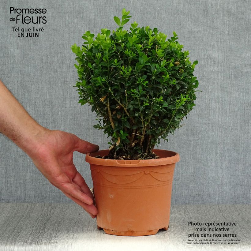 Exemplaar van Buxus sempervirens - Palmboompje Pot van 2 l/3 l, Bolboom zoals geleverd in de zomer