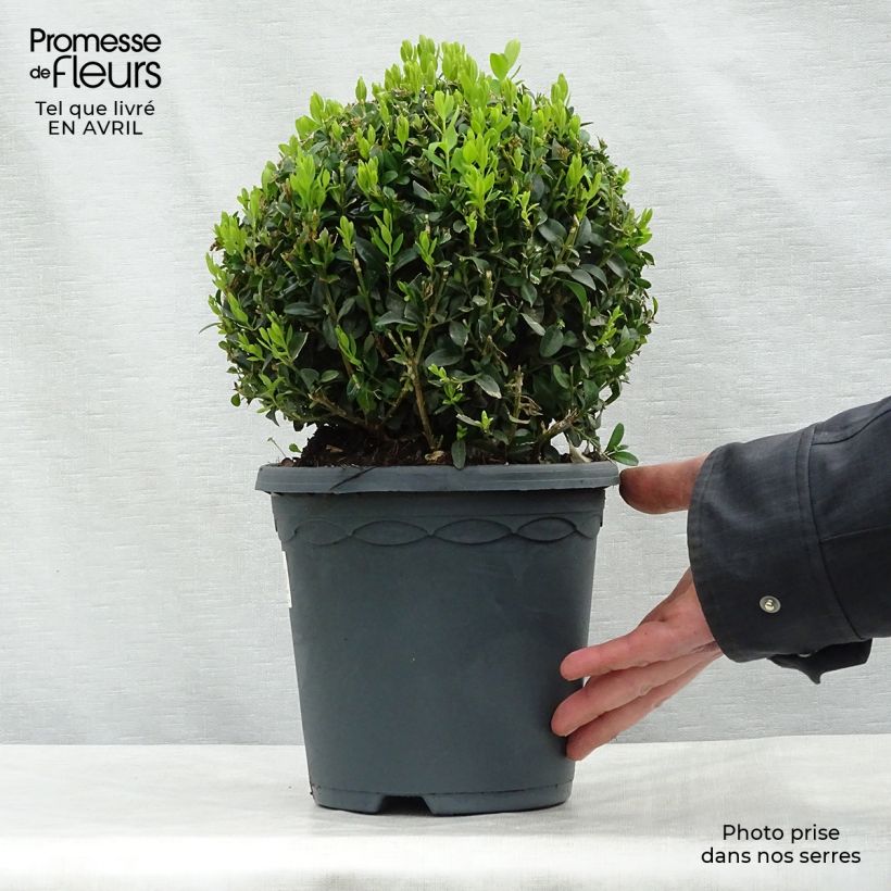 Example of Buxus sempervirens - Palmboompje Pot van 2 l/3 l, Bolboom as you get in printemps