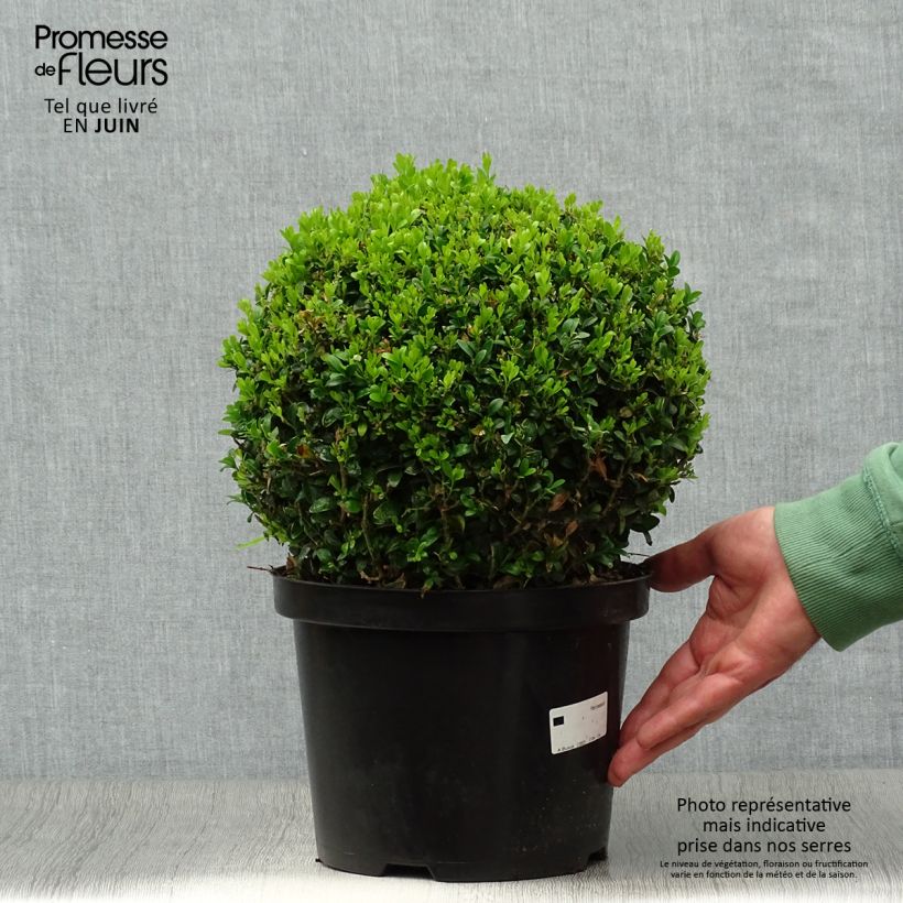 Exemplaar van Buxus sempervirens - Palmboompje Pot van 4 l/5 l, Bolboom zoals geleverd in de zomer