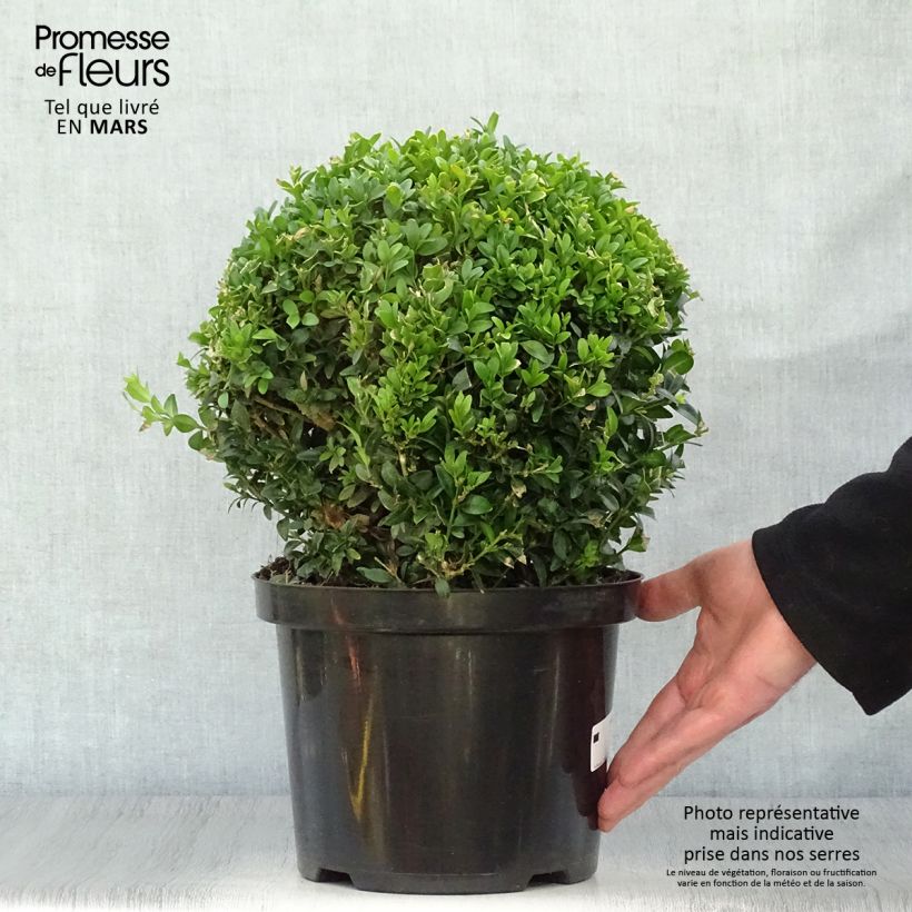 Example of Buxus sempervirens - Palmboompje Pot van 4 l/5 l, Bolboom as you get in printemps