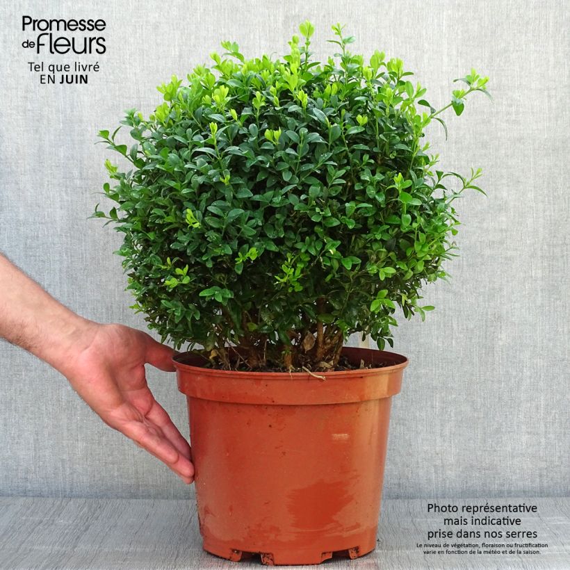 Exemplaar van Buxus sempervirens - Palmboompje Pot van 7,5 l/10 l, Bolboom zoals geleverd in de zomer