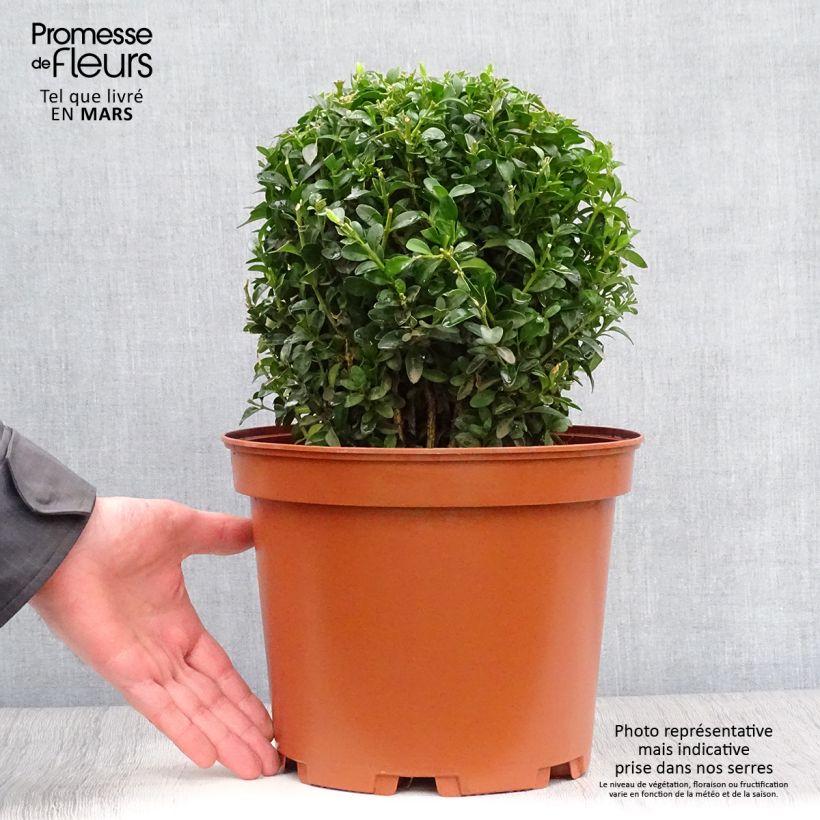 Example of Buxus sempervirens - Palmboompje Pot van 7,5 l/10 l, Bolboom as you get in printemps