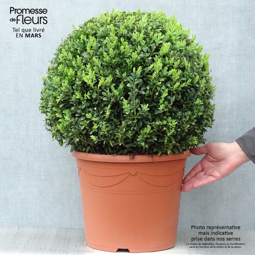 Example of Buxus sempervirens - Palmboompje Pot van 20 l/25 l, Bolboom as you get in printemps