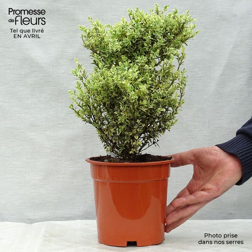 Example of Buxus sempervirens Elegans - Palmboompje Pot van 2 l/3 l as you get in printemps