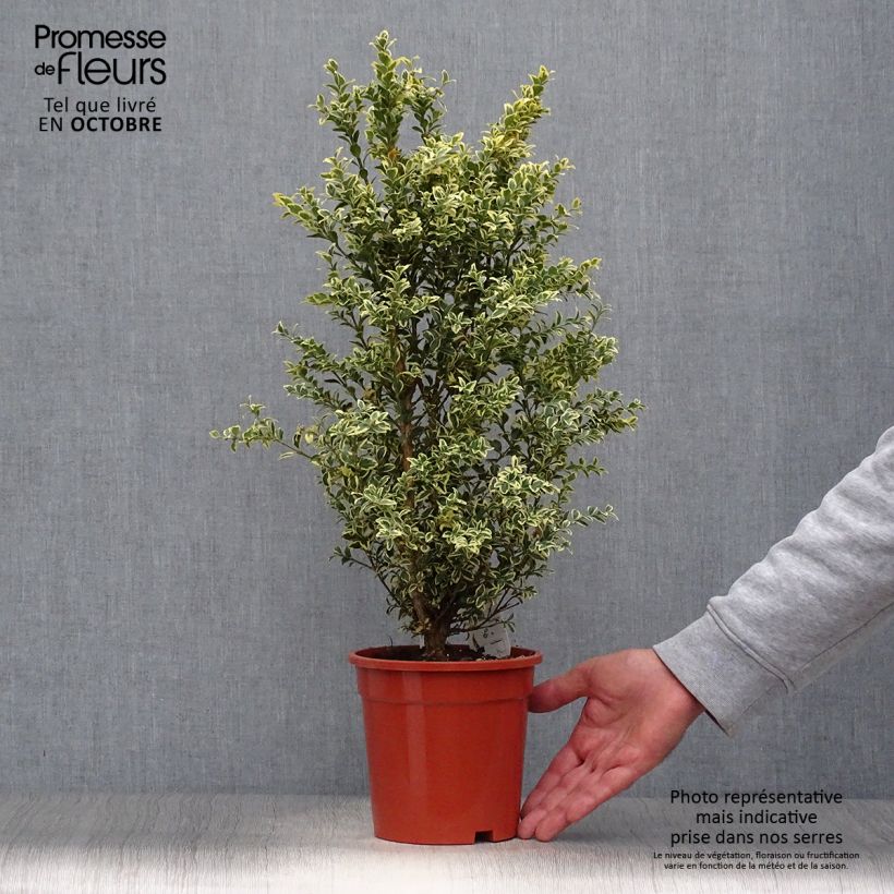 Exemplaar van Buxus sempervirens Elegans - Palmboompje Pot van 2 l/3 l zoals geleverd in de herfst