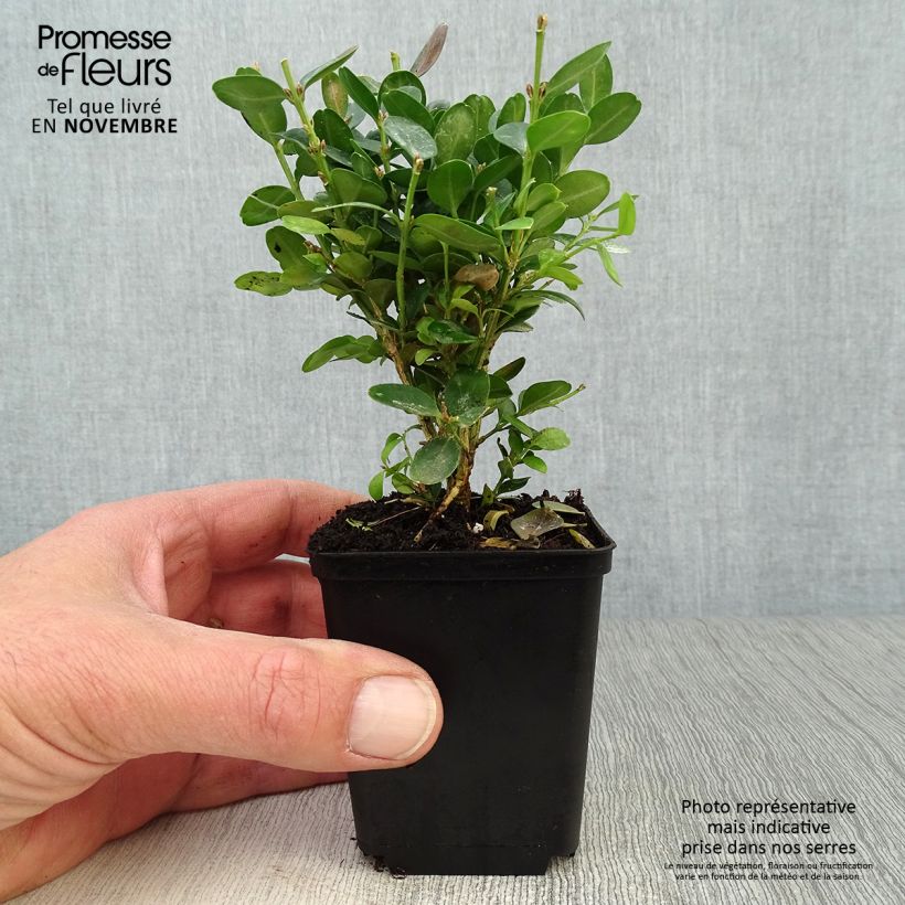 Exemplaar van Buxus sempervirens Suffruticosa - Palmboompje Kweekpotje van 8/9 cm zoals geleverd in de herfst