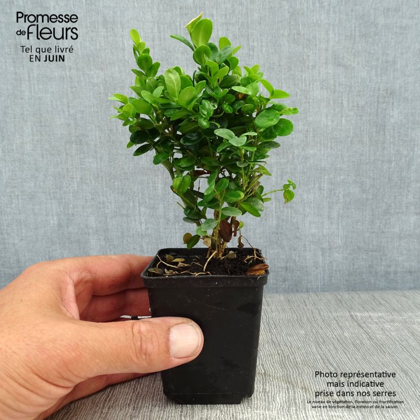 Exemplaar van Buxus sempervirens Suffruticosa - Palmboompje Kweekpotje van 8/9 cm zoals geleverd in de zomer