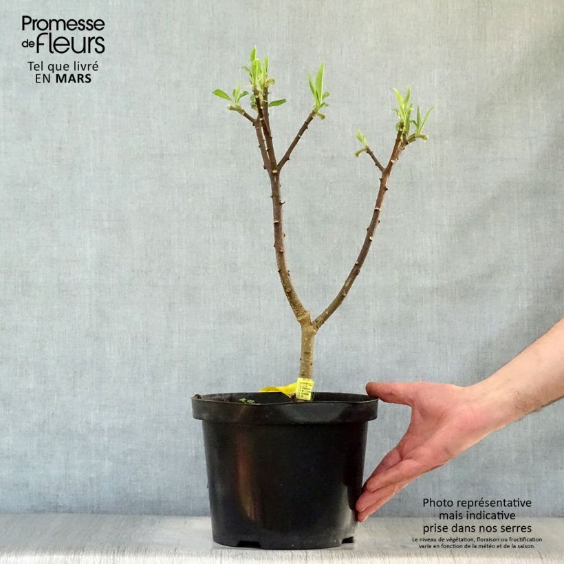 Exemplaar van Edgeworthia chrysantha Winter Liebe - Papierstruik Pot van 4 l/5 l zoals geleverd in de lente