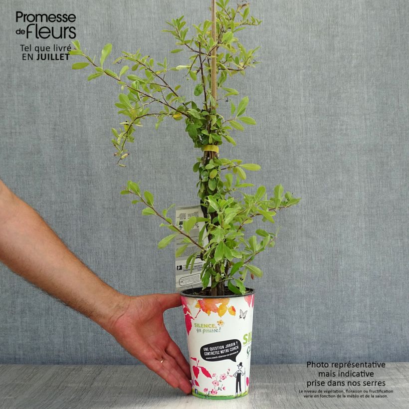 Exemplaar van Pyracantha coccinea Saphyr Jaune - Vuurdoorn Pot van 2 l/3 l zoals geleverd in de zomer
