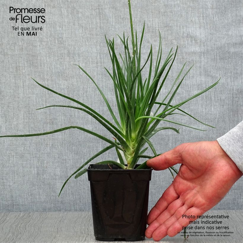 Example of Bulbine frutescens - Knolbeesia Pot van 1 l/1,5 l as you get in printemps