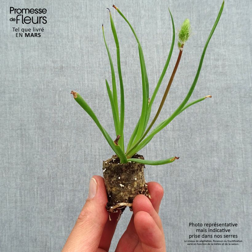 Example of Bulbine frutescens - Knolbeesia Mini-mot Ø 1,5/2,5 cm as you get in printemps