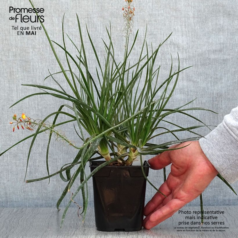 Example of Bulbine frutescens Hallmarck - Knolbeesia Pot van 1 l/1,5 l as you get in printemps