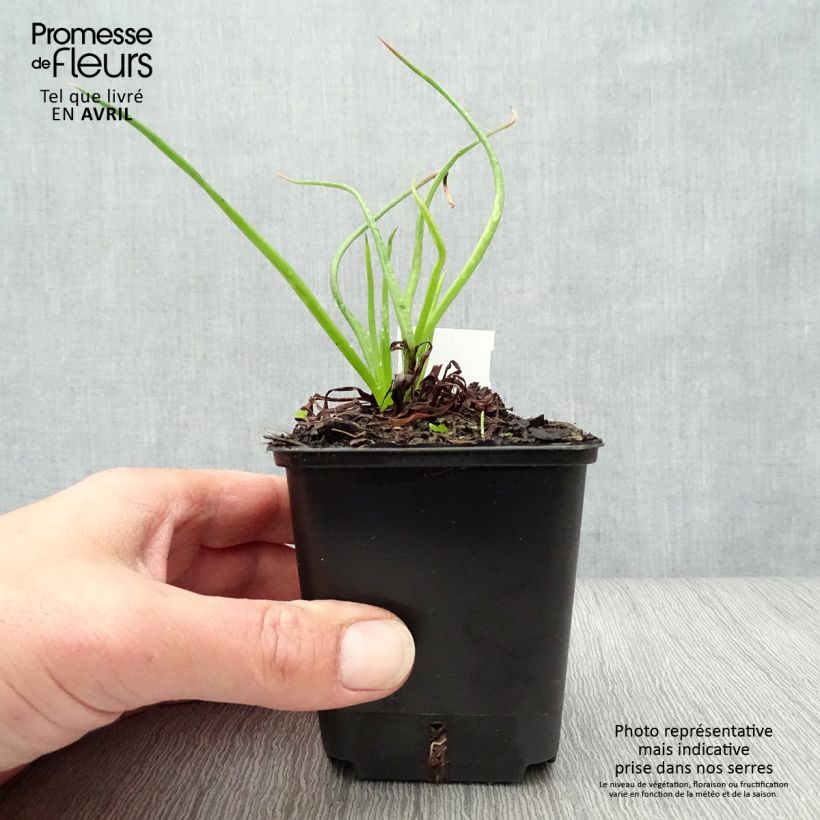 Example of Bulbine frutescens - Knolbeesia Kweekpotje van 8/9 cm as you get in printemps