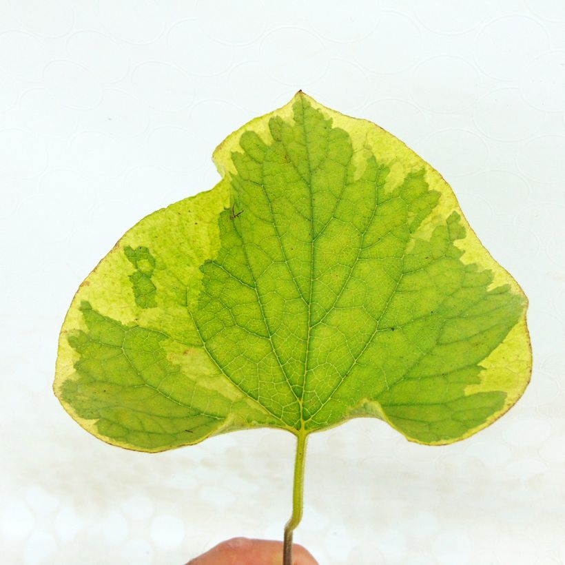 Brunnera macrophylla Hadspen cream - Kaukasisch vergeet-mij-nietje (Blad)