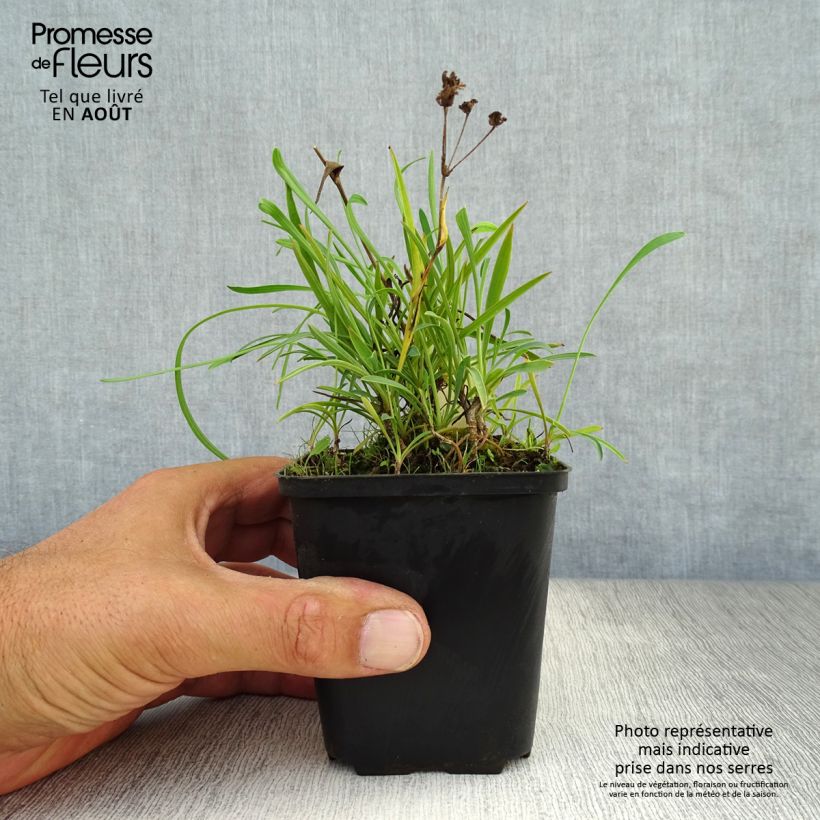 Exemplaar van Bupleurum falcatum - Sikkelgoudscherm Kweekpotje van 8/9 cm zoals geleverd in de zomer