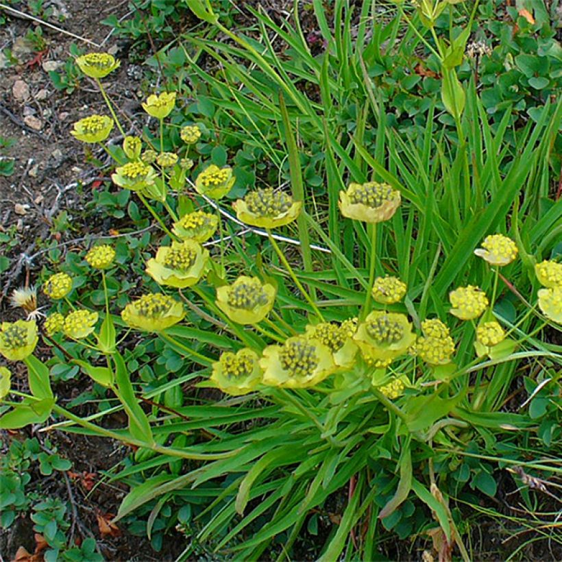 Bupleurum ranunculoïdes - Goudscherm (Groeiplaats)