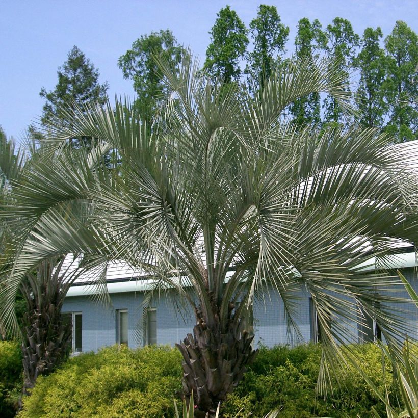 Butia capitata - Geleipalm (Groeiplaats)