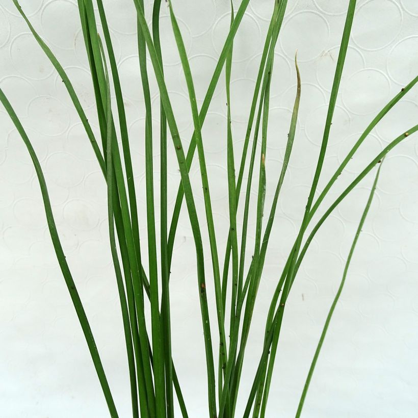 Butomus umbellatus - Zwanenbloem (Blad)