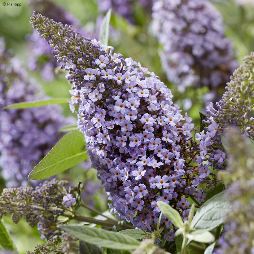 Vlinderstruik Butterfly Candy Lila Sweetheart - Buddleja davidii (Bloei)