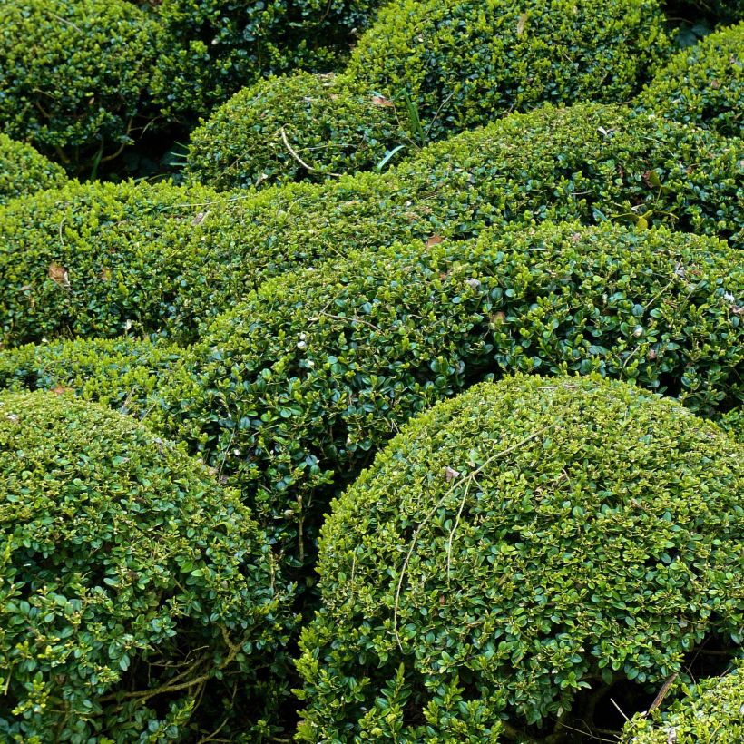 Buxus microphylla Faulkner - Japanse buxus (Groeiplaats)