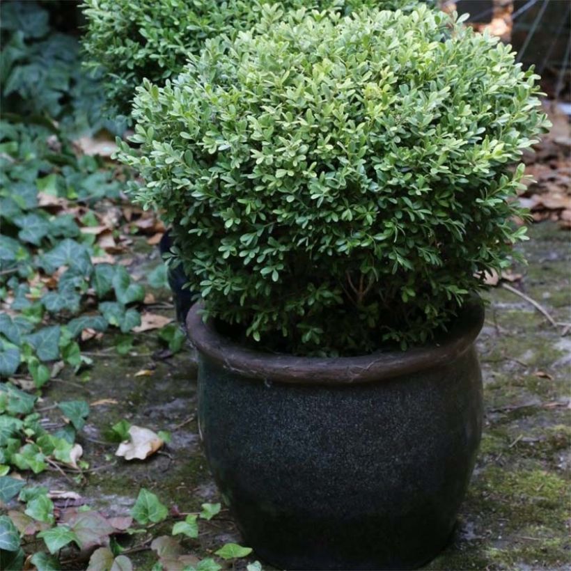 Buxus microphylla Rococo - Japanse buxus (Groeiplaats)