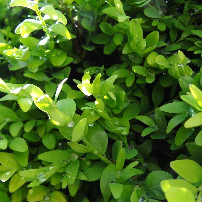 Buxus sempervirens Arborescent - Palmboompje (Blad)