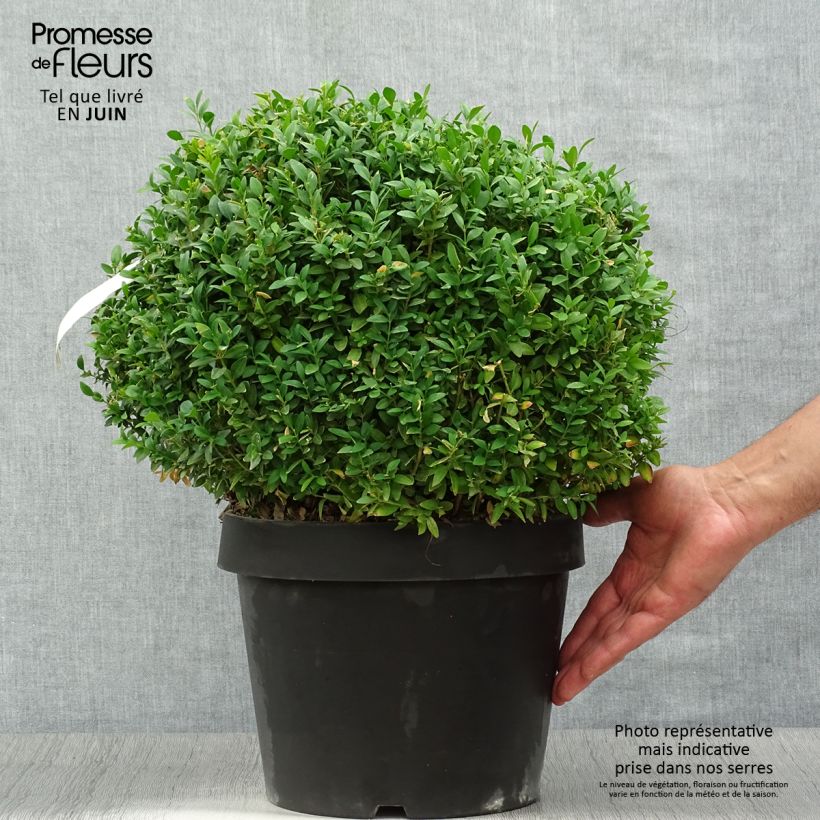 Exemplaar van Buxus sempervirens Arborescent - Palmboompje Pot van 7,5 l/10 l zoals geleverd in de zomer