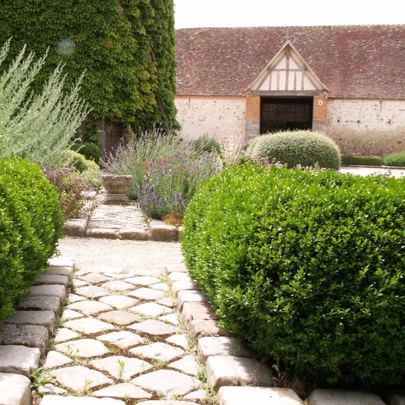 Buxus sempervirens Arborescent - Palmboompje (Groeiplaats)