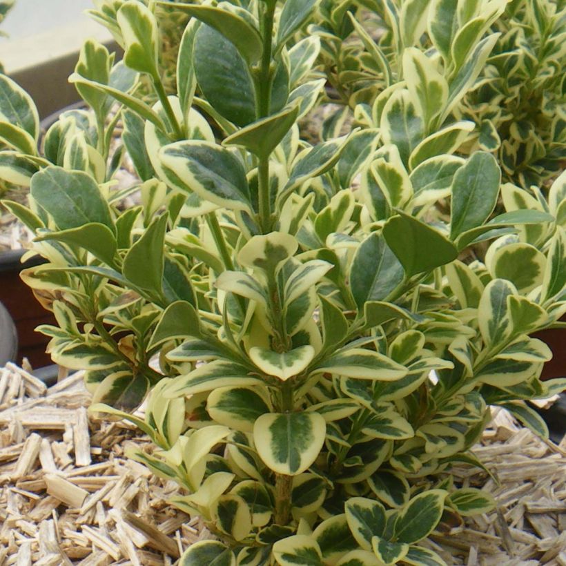 Buxus sempervirens Elegans - Palmboompje (Plant habit)
