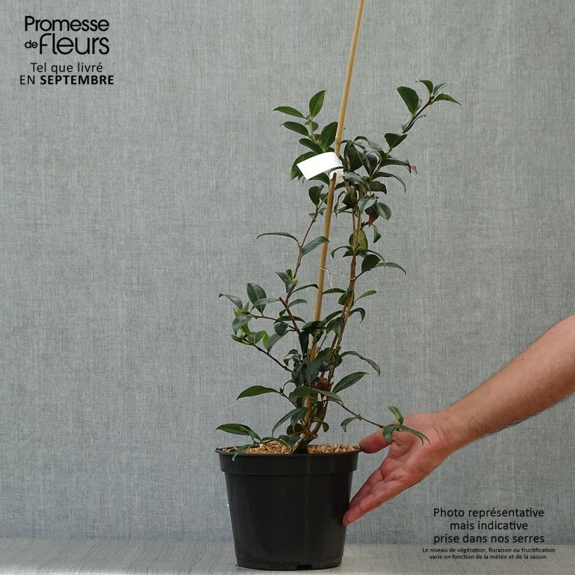 Exemplaar van Camellia sasanqua Starsn Stripes - Herfstcamelia Pot van 4 l/5 l zoals geleverd in de herfst