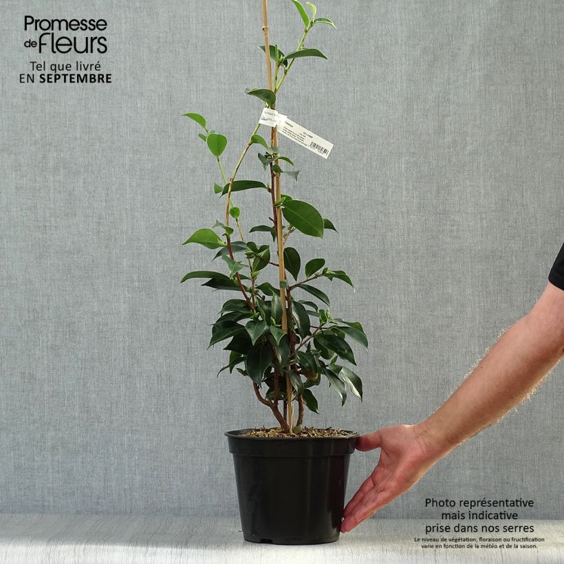 Exemplaar van Camellia sasanqua Yume - Herfstcamelia Pot van 4 l/5 l zoals geleverd in de herfst
