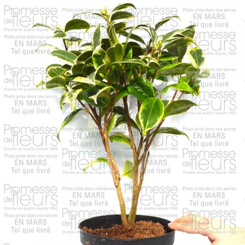 Voorbeeld van een exemplaar van Camellia japonica Kerguelen - Japanse camelia Pot van 4 l/5 l zoals geleverd