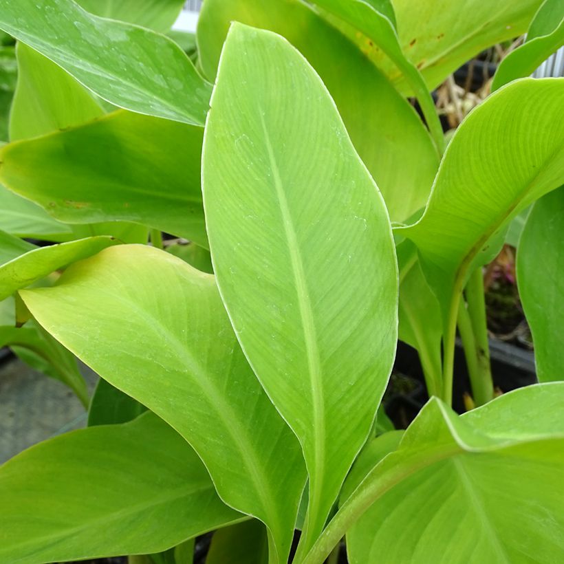 Canna edulis - Indisch bloemriet (Blad)