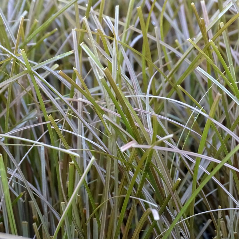 Carex flagellifera Bronzita - Zegge (Blad)