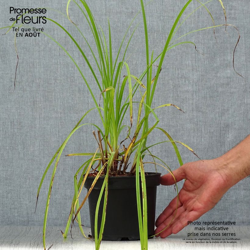 Exemplaar van Carex grayi - Morgensterzegge Pot van 2 l/3 l zoals geleverd in de zomer