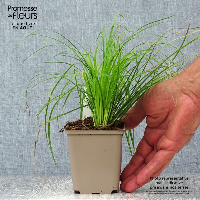 Exemplaar van Carex montana - Bergzegge Kweekpotje van 8/9 cm zoals geleverd in de zomer