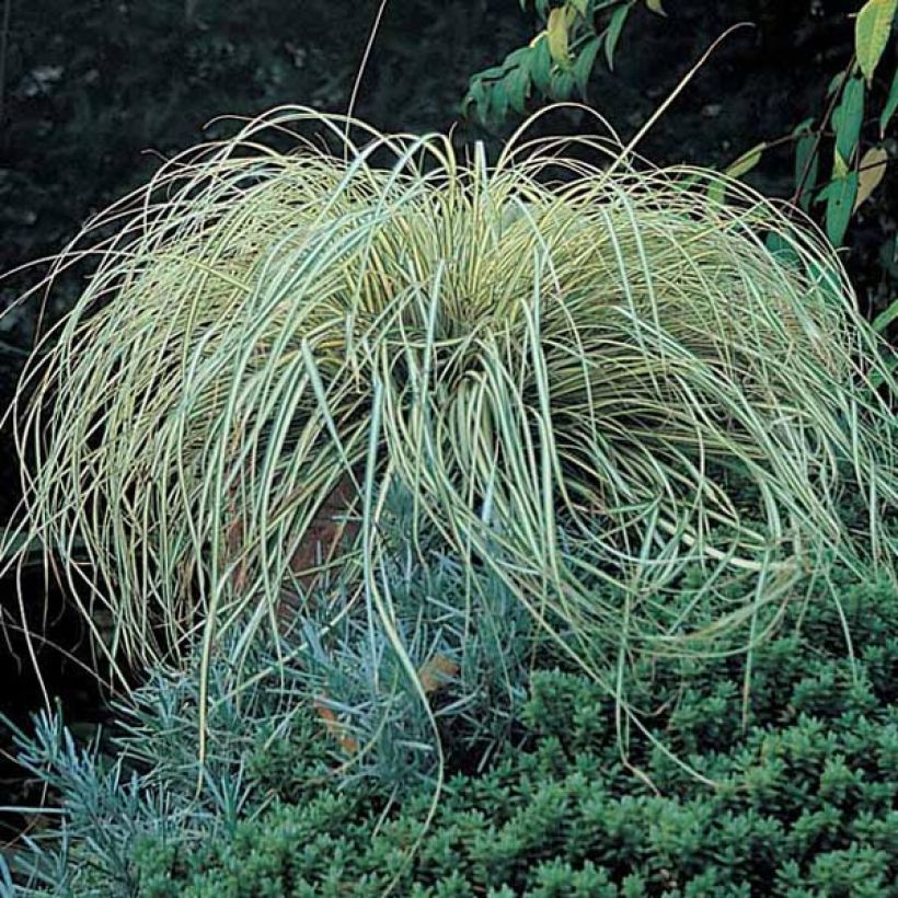 Carex oshimensis Evergold - Japanse zegge (Groeiplaats)